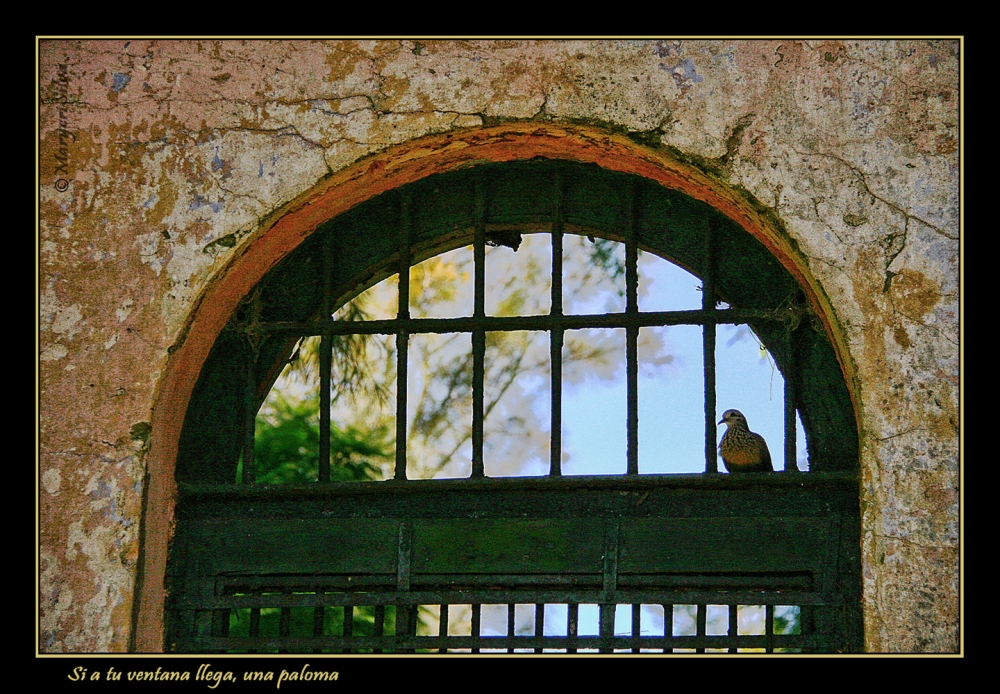 "Si a tu ventana llega, una paloma" de Maria Cristina Silva