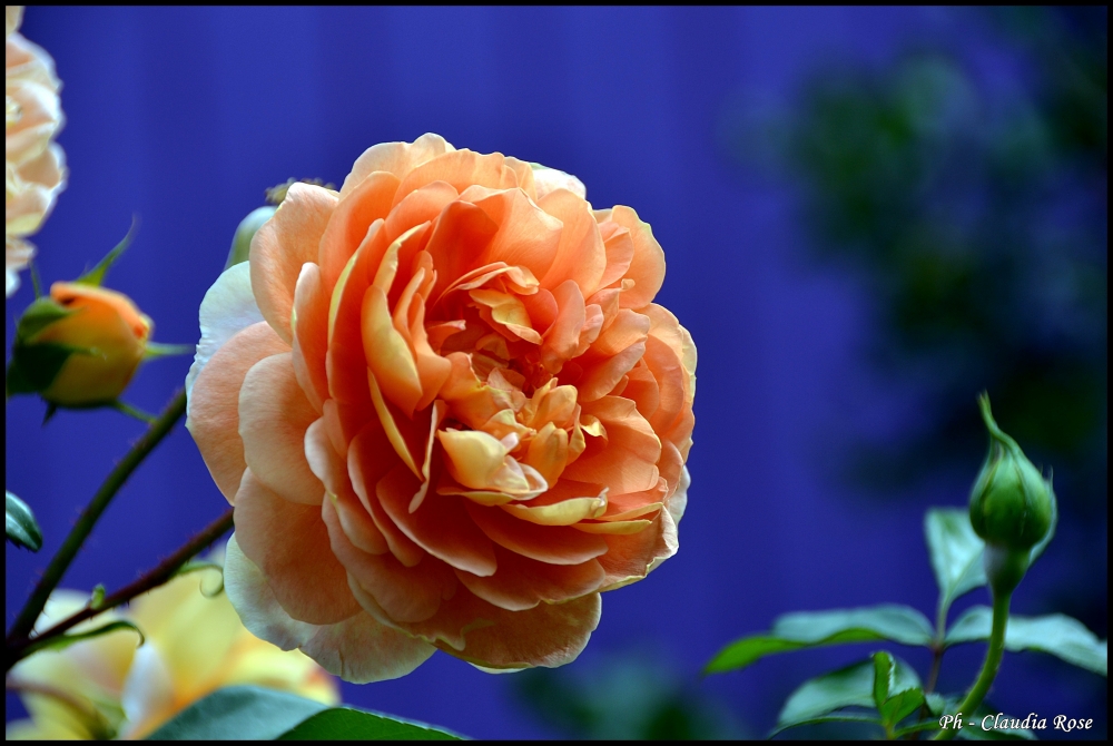 "Simplemente una rosa........." de Claudia Rose