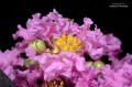 Flor lila de las Indias ( Lagerstroemia indica )