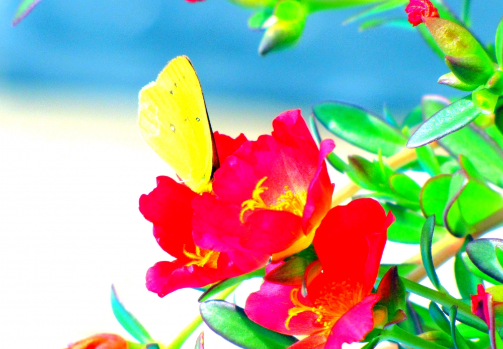"mariposa amarilla" de Liliana Heredia
