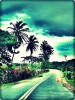 Camino con palmeras