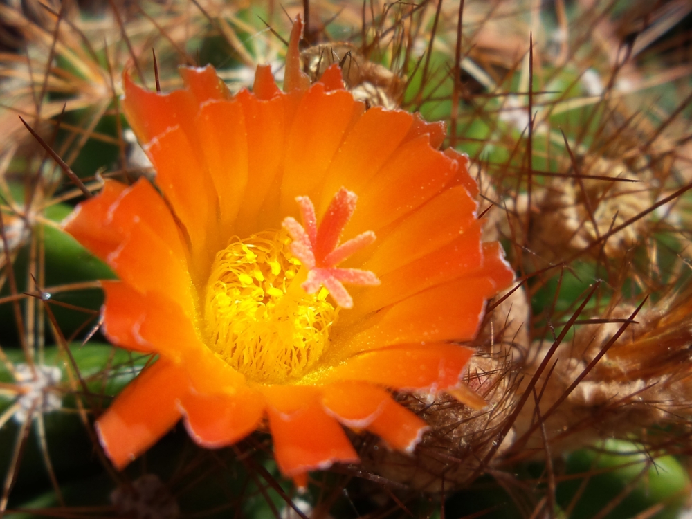 "Flor de cactus" de Roberto Bonaventura