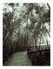Puente y bambu