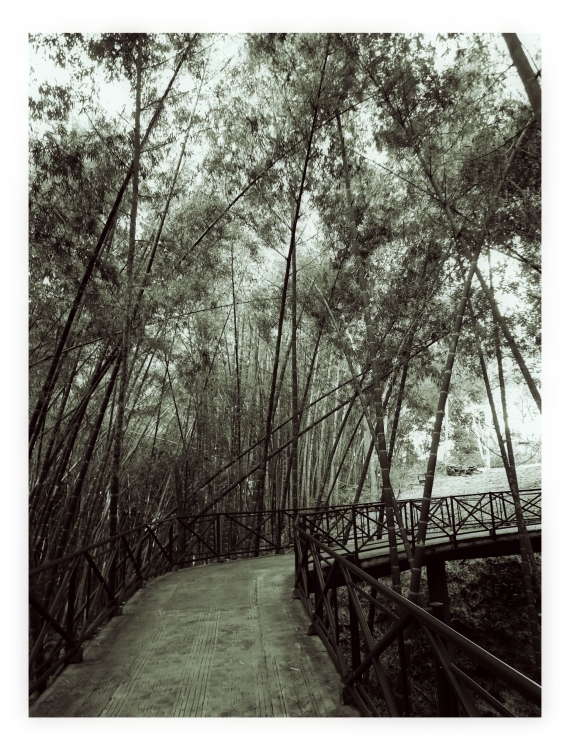 "Puente y bambu" de Ana Maria Walter