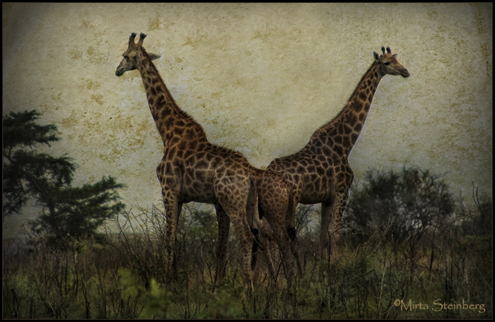 "Giraffe" de Mirta Steinberg