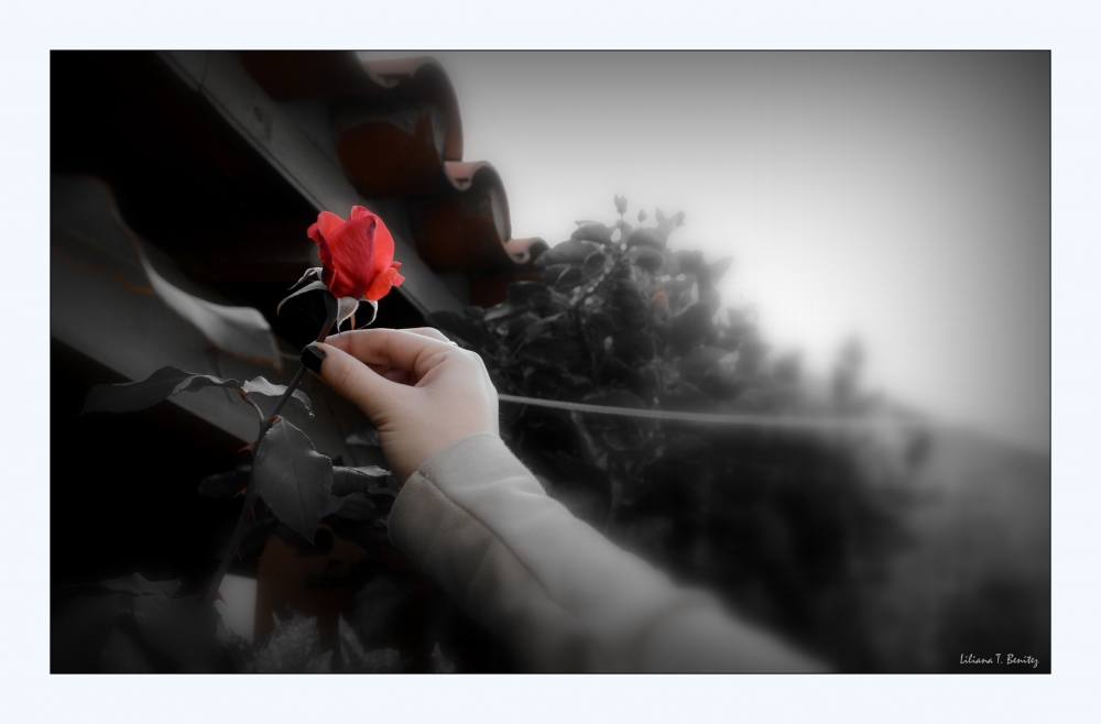 "Solo, una Rosa Roja..." de Liliana T. Benitez