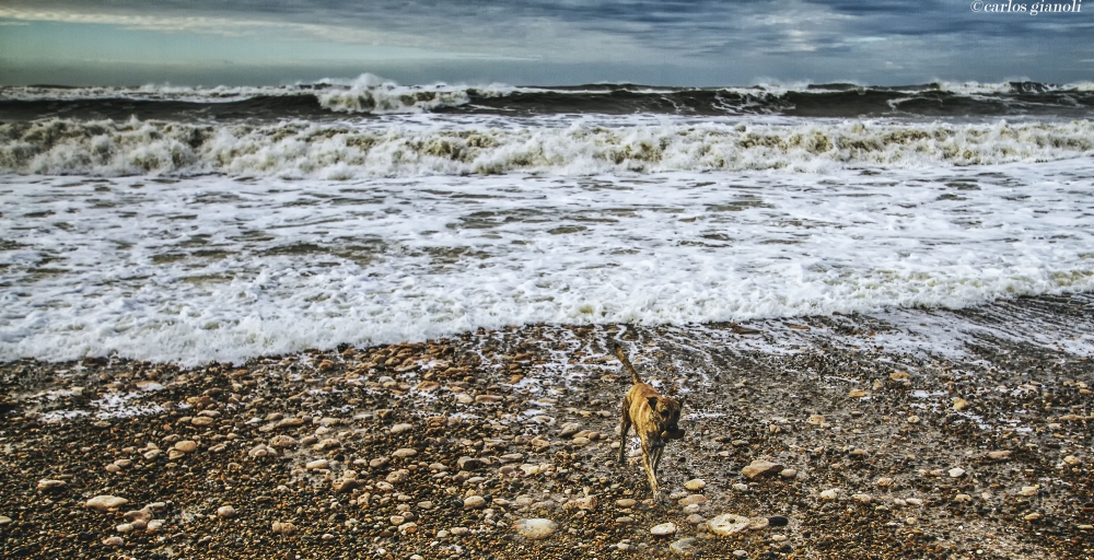 "El perro y el mar" de Carlos Gianoli