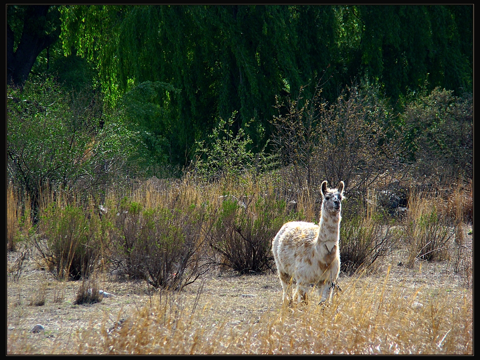 "The llama" de Ruben Perea