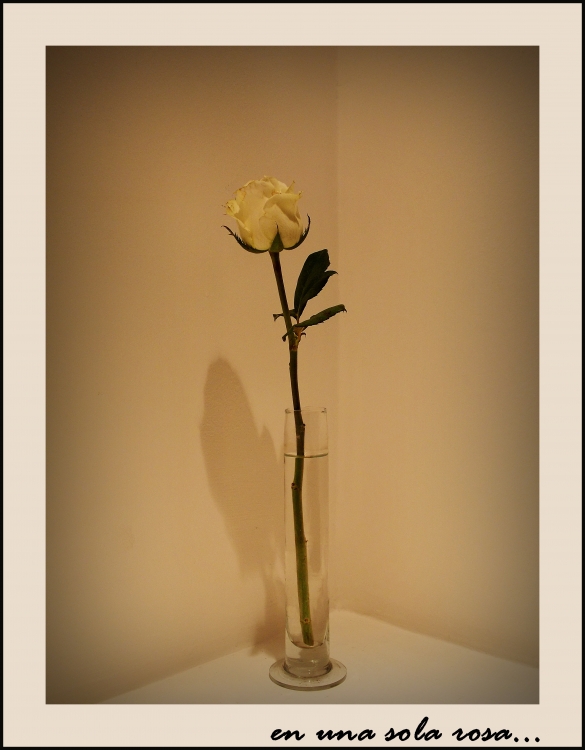"en una sola rosa..." de Claudia Rios