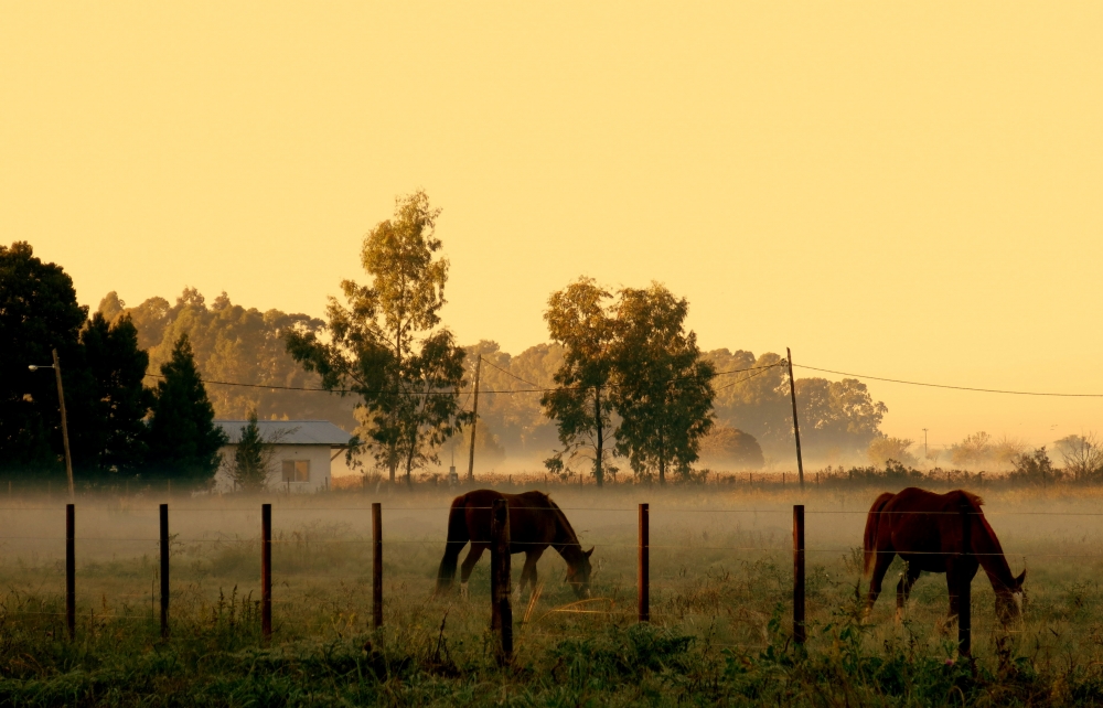 "caballos en la niebla de la maana" de Viviana Garca