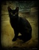 Gato negro...