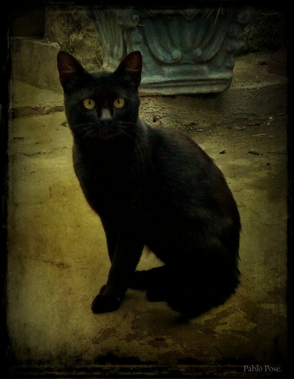 "Gato negro..." de Pablo Pose