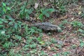 iguana que habita la zona de cataratas del iguazu