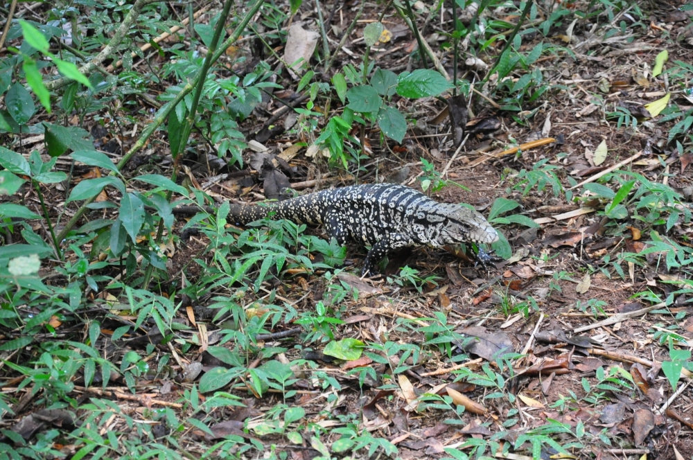 "iguana que habita la zona de cataratas del iguazu" de Jose Alberto Vicente