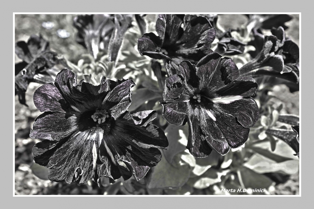 "Petunias negras" de Marta Dominici