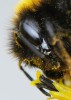 Autorretrato en ojo de abejorro