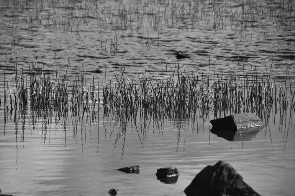 "Juncos del lago en blanco y negro" de Carlos D. Cristina Miguel