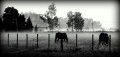 caballos en la niebla de la maana