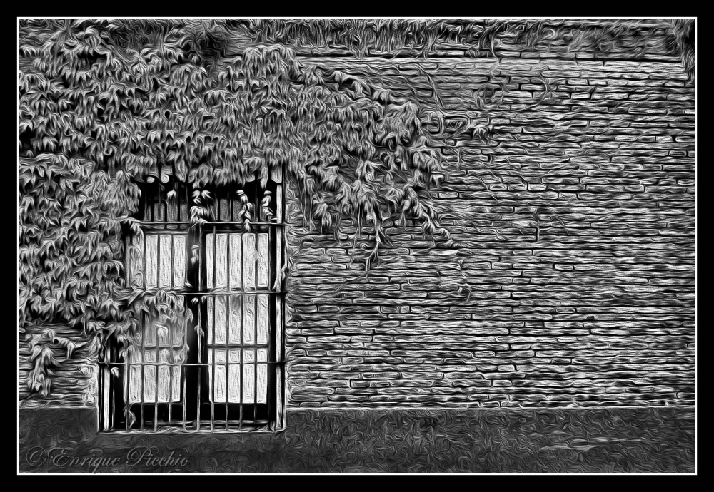 "La enredadera y la ventana..." de Enrique M. Picchio ( Pem )