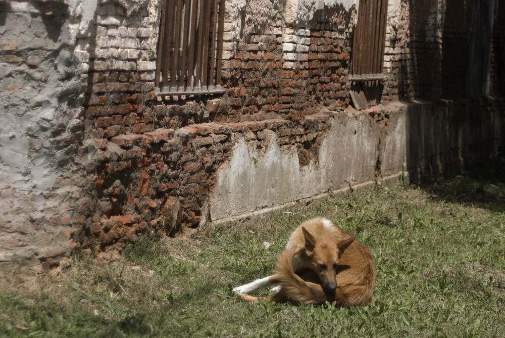 "solo de perro y pared" de Ricardo Clodomiro Torres