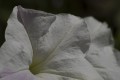 blanca flor