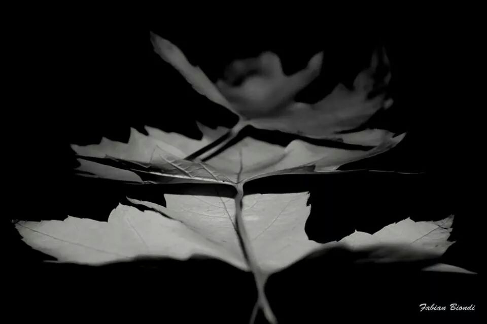 "El otoo en blanco y negro" de Fabian Biondi