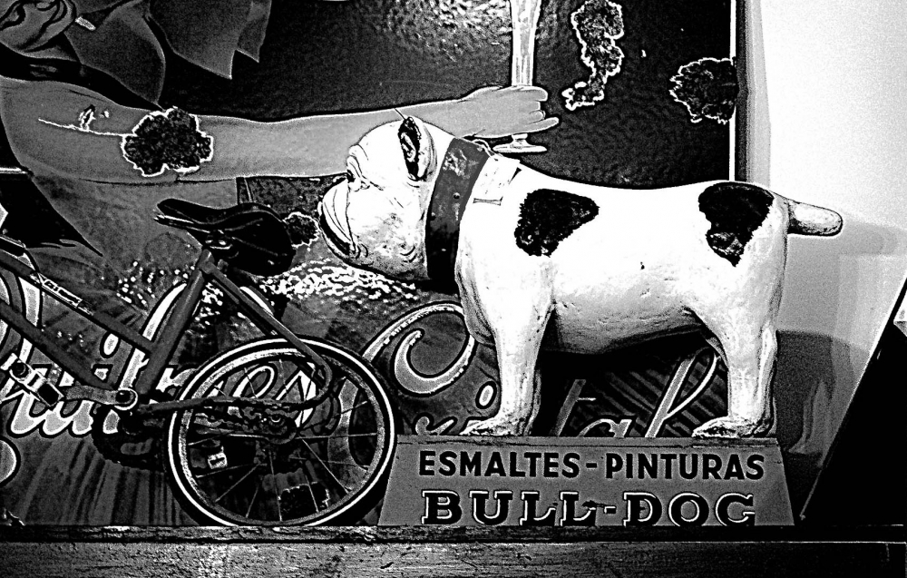 "Bull Dog" de Roberto A. Torres