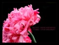 Pink poppy - Diaz De Vivar Gustavo
