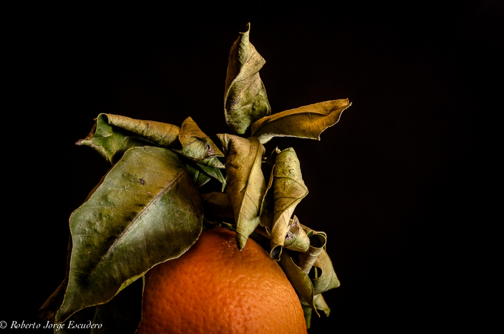 "Naranja desmelenada" de Roberto Jorge Escudero