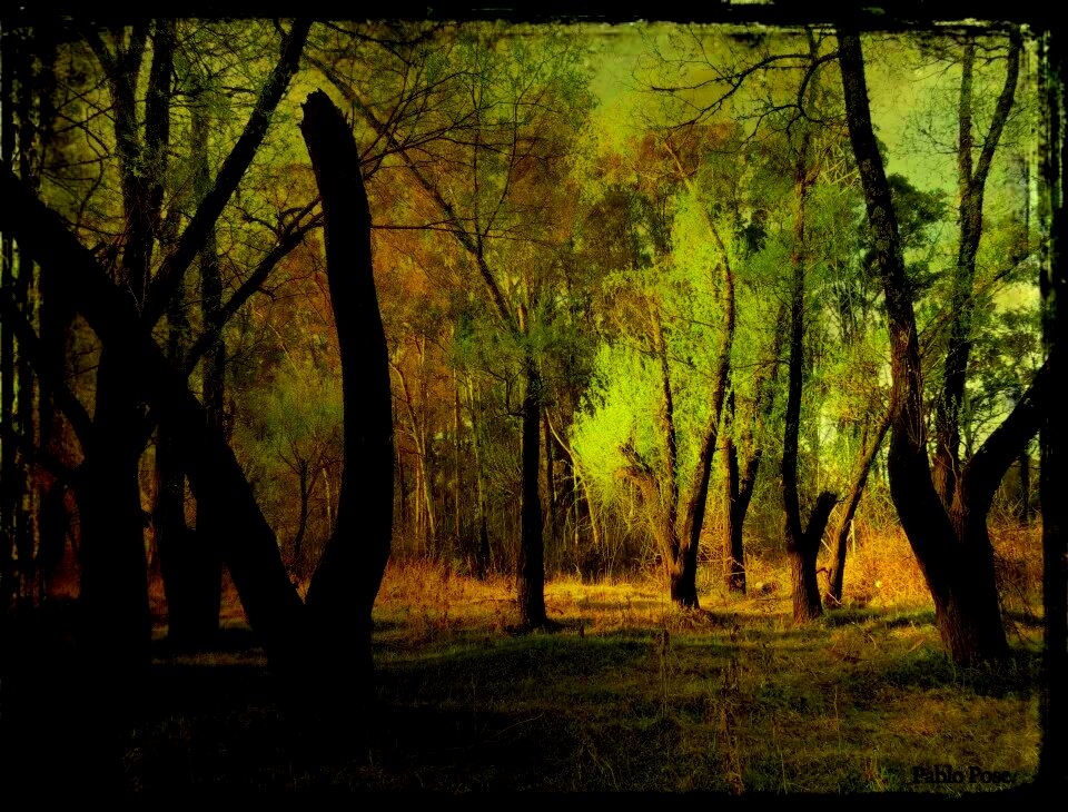 "Bosque encantado." de Pablo Pose