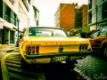 Yellow Mustang 0955