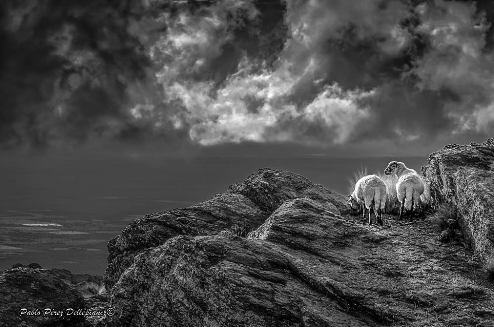 "2 ovejas" de Pablo Perez Dellepiane