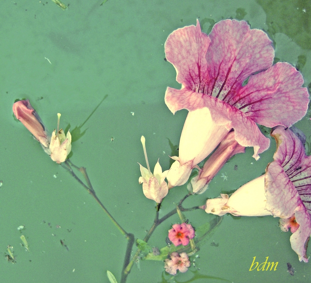"las flores de la bignonia rosada" de Beatriz Di Marzio