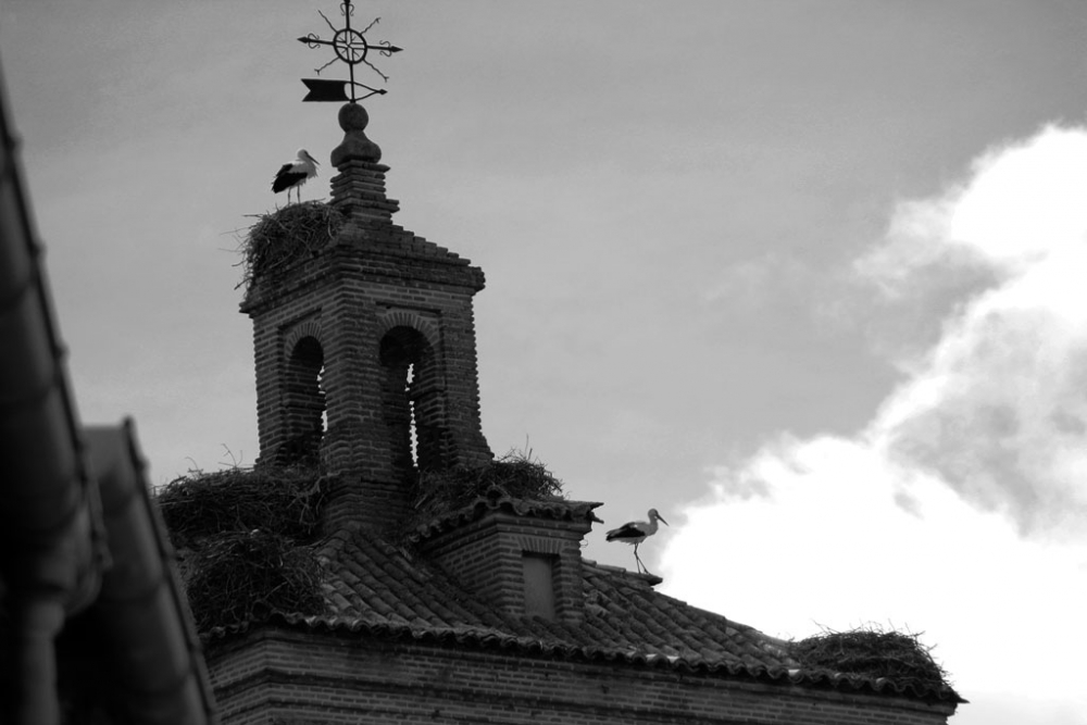 "Torre y cigeas." de Felipe Martnez Prez