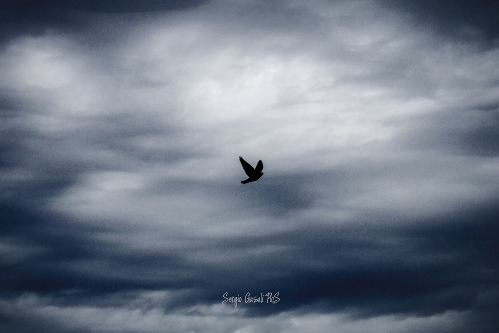 "spring your wings y fly away" de Sergio Gasali
