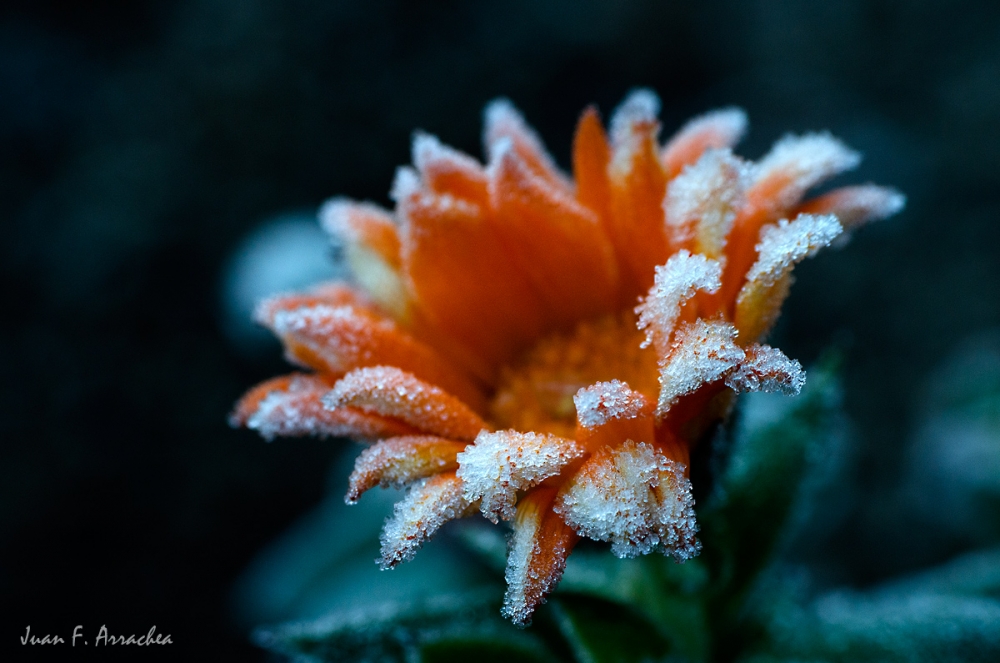 "flor de helada" de Juan Francisco Arrachea