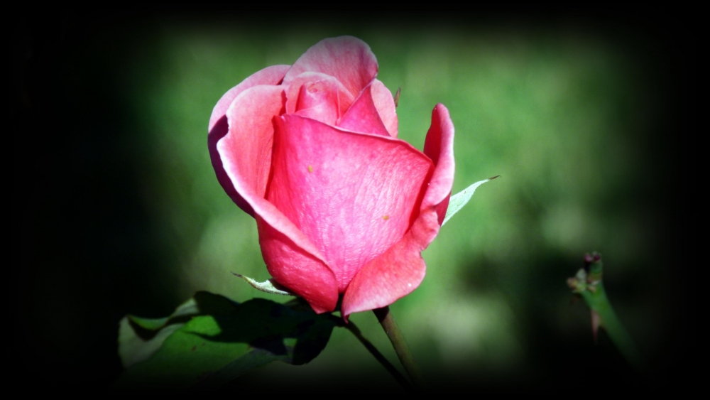 "Simplemente una Rosa !!!!!!!!!" de Carlos Dichiara