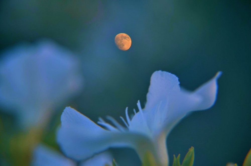 "flor de luna" de Carlos Gustavo Gragera Garriga