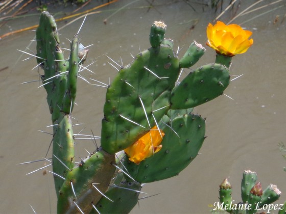 "Cactus en flor!" de Melanie Lopez
