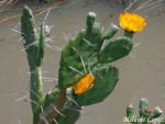 Cactus en flor!