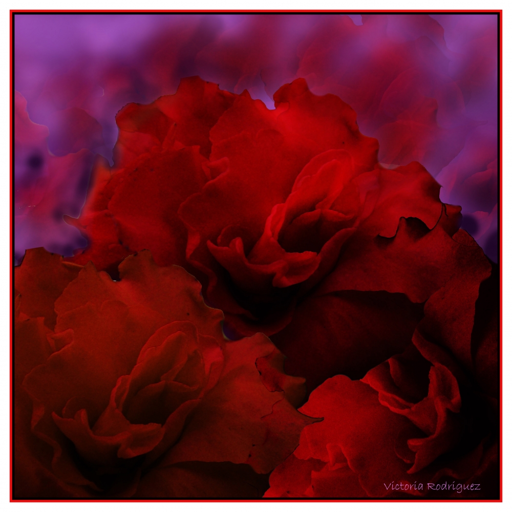 "Rosas rojas..." de Victoria Elisa Rodriguez