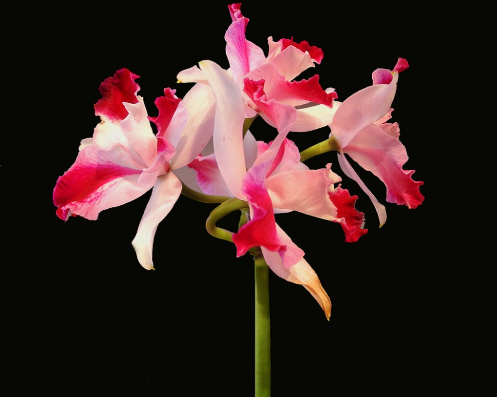 "Orquideas Rosadas." de Beatriz Benger