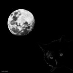 El gato y la luna.