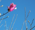 las magnolias