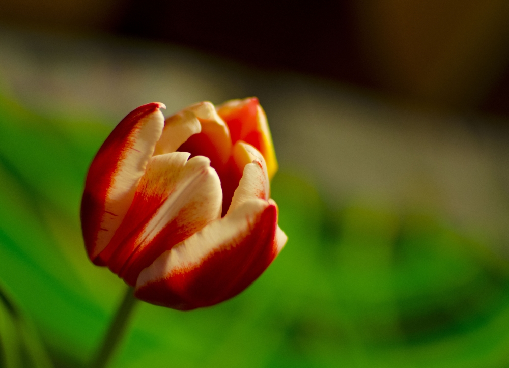 "Mi tulipan" de Monica Rollan