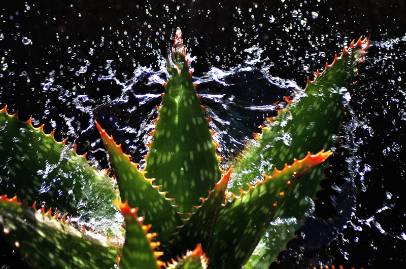 "Aloe" de Osvaldo Sergio Gagliardi
