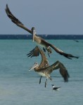 Vuelo de pelicanos