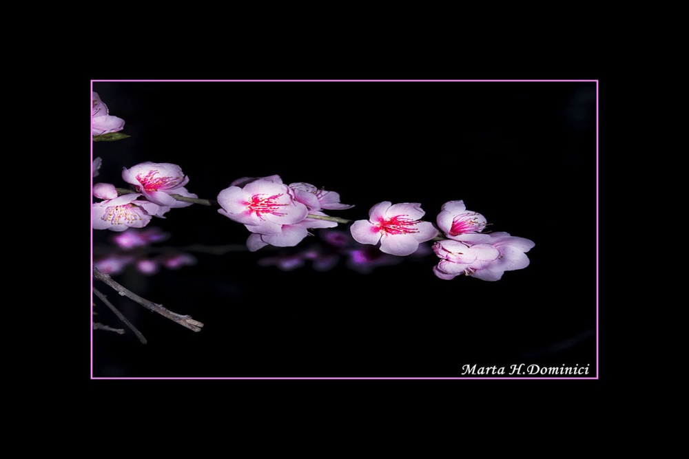 "Flores de Durazneros" de Marta Dominici
