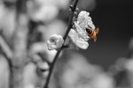 El romance de la abeja y la flor