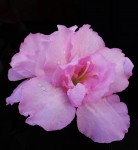 azalea rosada